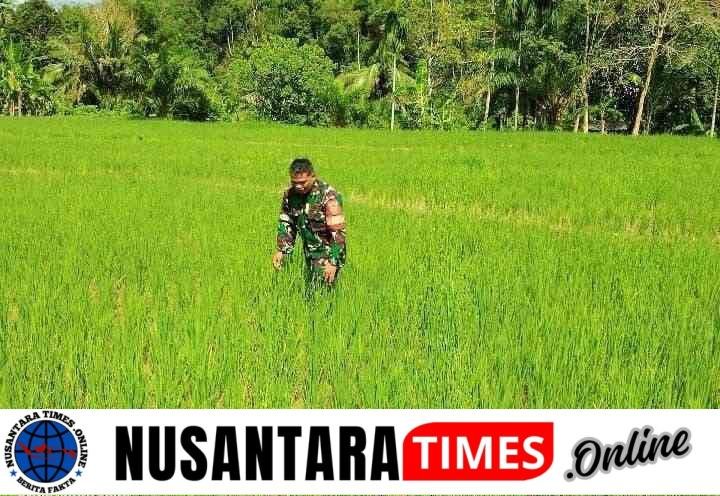 Dukung Ketahanan Pangan, Babinsa Dampingi Petani Desa Binaan