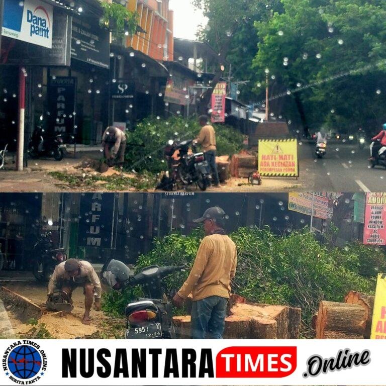 Diduga Langgar Aturan Lingkungan, Penebangan Pohon Perindang di MT Haryono Banyuwangi Dipertanyakan
