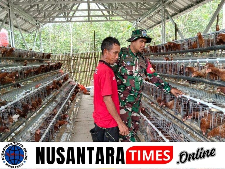 Aktif Dampingi Peternak Ayam Petelur, Babinsa Koramil 404-05 Te Dukung Ketahanan Pangan Nasional