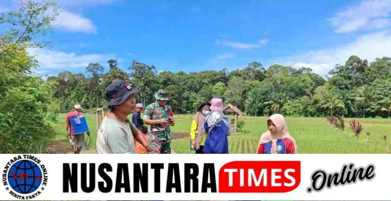 Sertu Fadli Babinsa Koramil 404-05/TE Dukung Program Ketahanan Pangan