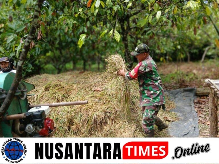 Sukseskan Ketahanan Pangan, Serma Khoiril Sakban,Babinsa 404-05/TE Bantu Petani Pasca Panen