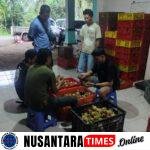 Harga Manggis Banyuwangi Tak Stabil, Pedagang Lokal Terancam Rugi Akibat Maraknya Pedagang Liar