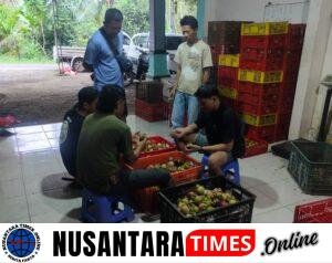 Harga Manggis Banyuwangi Tak Stabil, Pedagang Lokal Terancam Rugi Akibat Maraknya Pedagang Liar