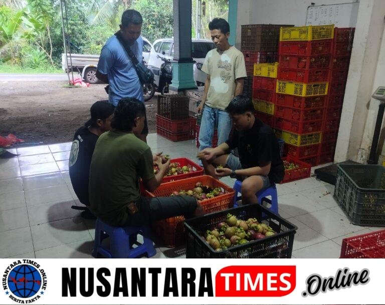 Harga Manggis Banyuwangi Tak Stabil, Pedagang Lokal Terancam Rugi Akibat Maraknya Pedagang Liar